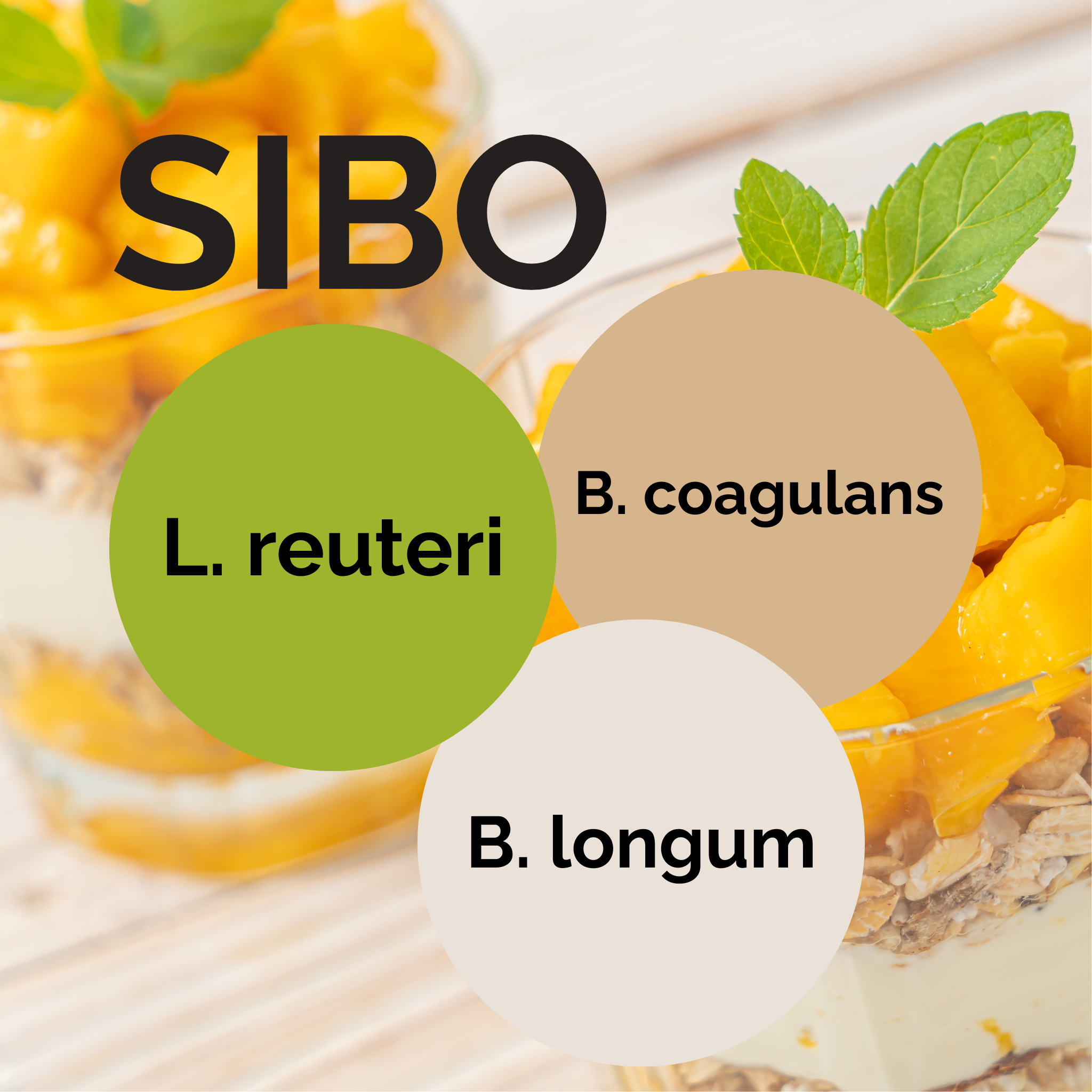 L. reuteri + B. coagulans + B. longum | Joghurt Starter Set | SIBO | Starterkulturen | 3er Pack