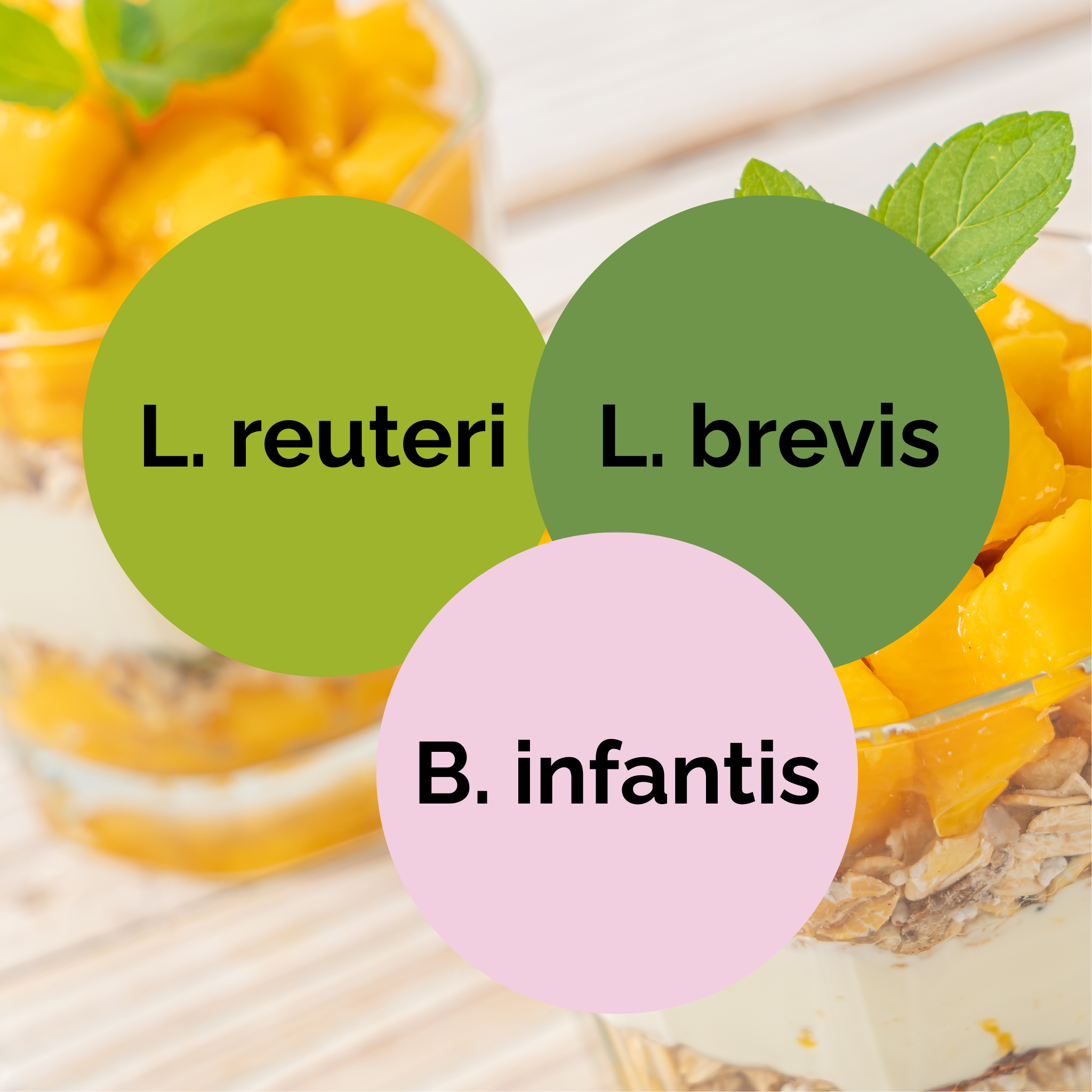L. reuteri + L. brevis + B. infantis | Joghurt Starter Set | Starterkulturen | 3er Pack