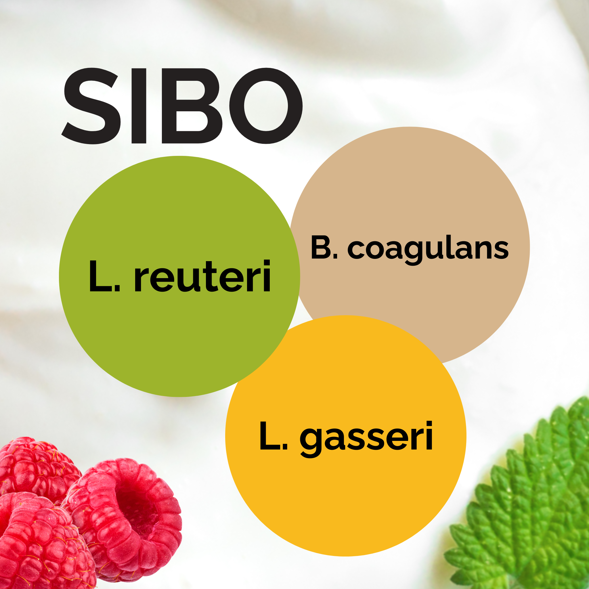 L. reuteri + B. coagulans + L. gasseri | Joghurt Starter Set | SIBO-Joghurt nach Dr. Davis | Starterkulturen | 3er Pack