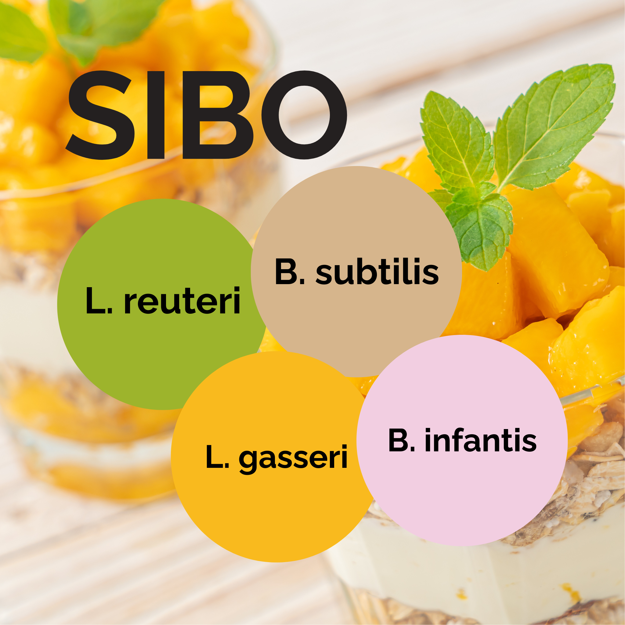 L. reuteri + L. gasseri + B. infantis + B. subtilis | Joghurt Starter Set | SIBO | Starterkulturen | 3er Pack