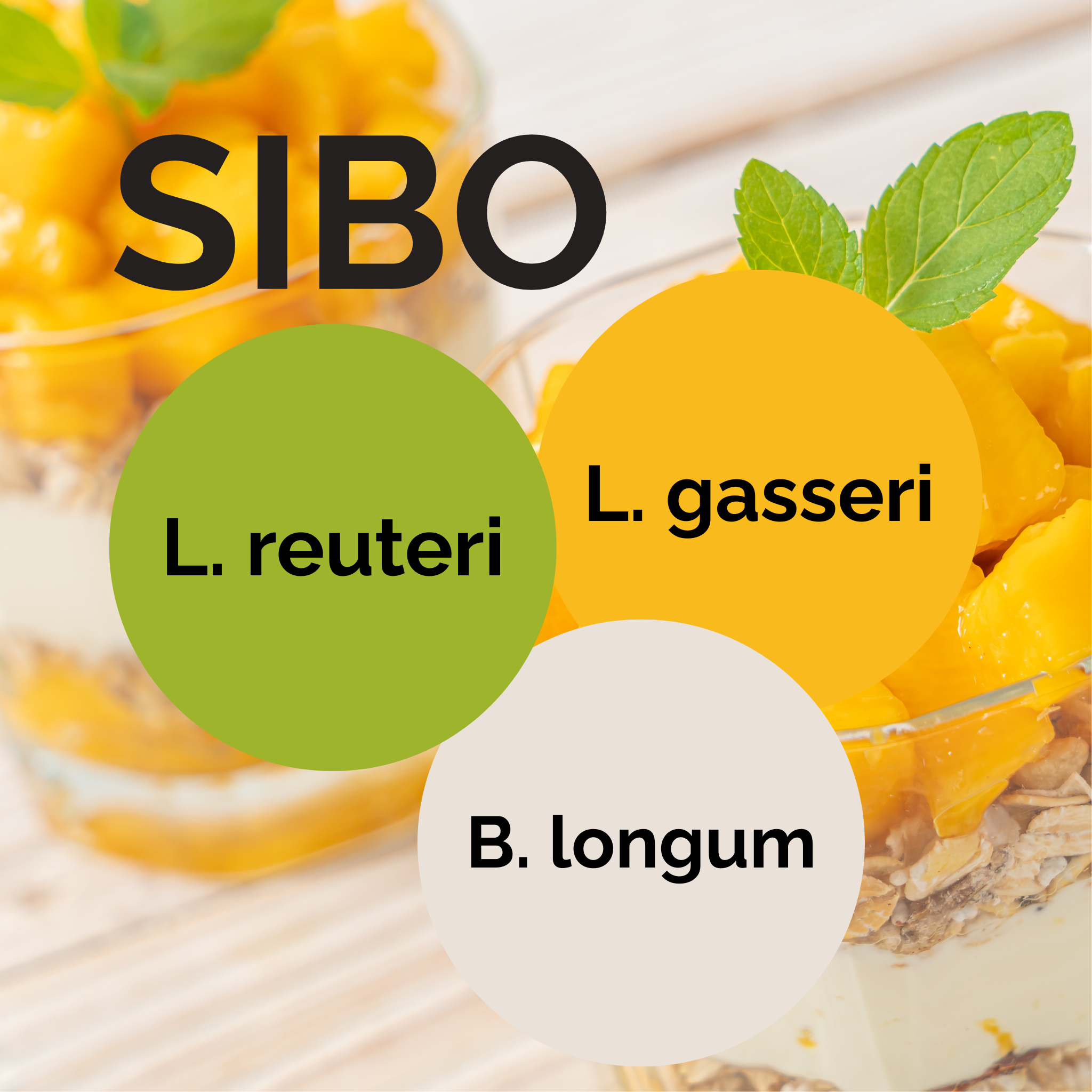 L. reuteri + L. gasseri + B. longum | Joghurt Starter Set | Starterkulturen | 3er Pack