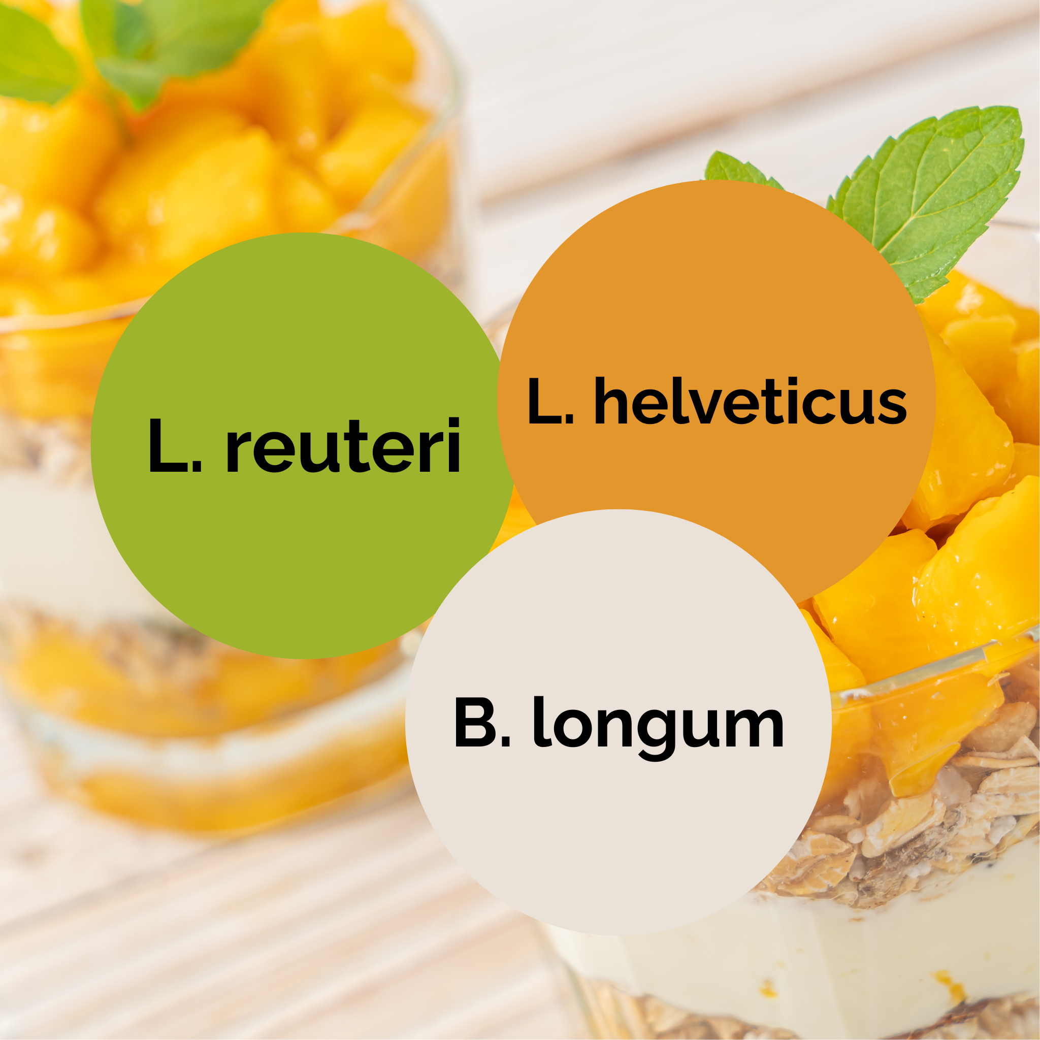 L. reuteri + L. helveticus + B. longum | Joghurt Starter Set | Starterkulturen | 3er Pack