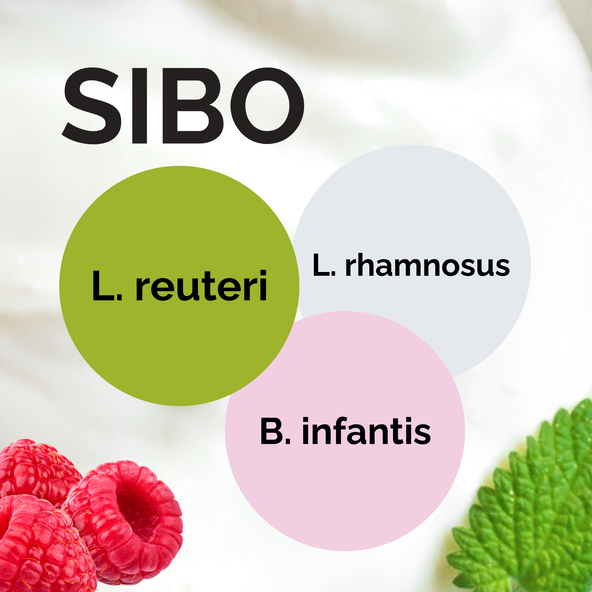 L. reuteri + L. rhamnosus + B. infantis | Joghurt Starter Set | SIBO | Starterkulturen | 3er Pack