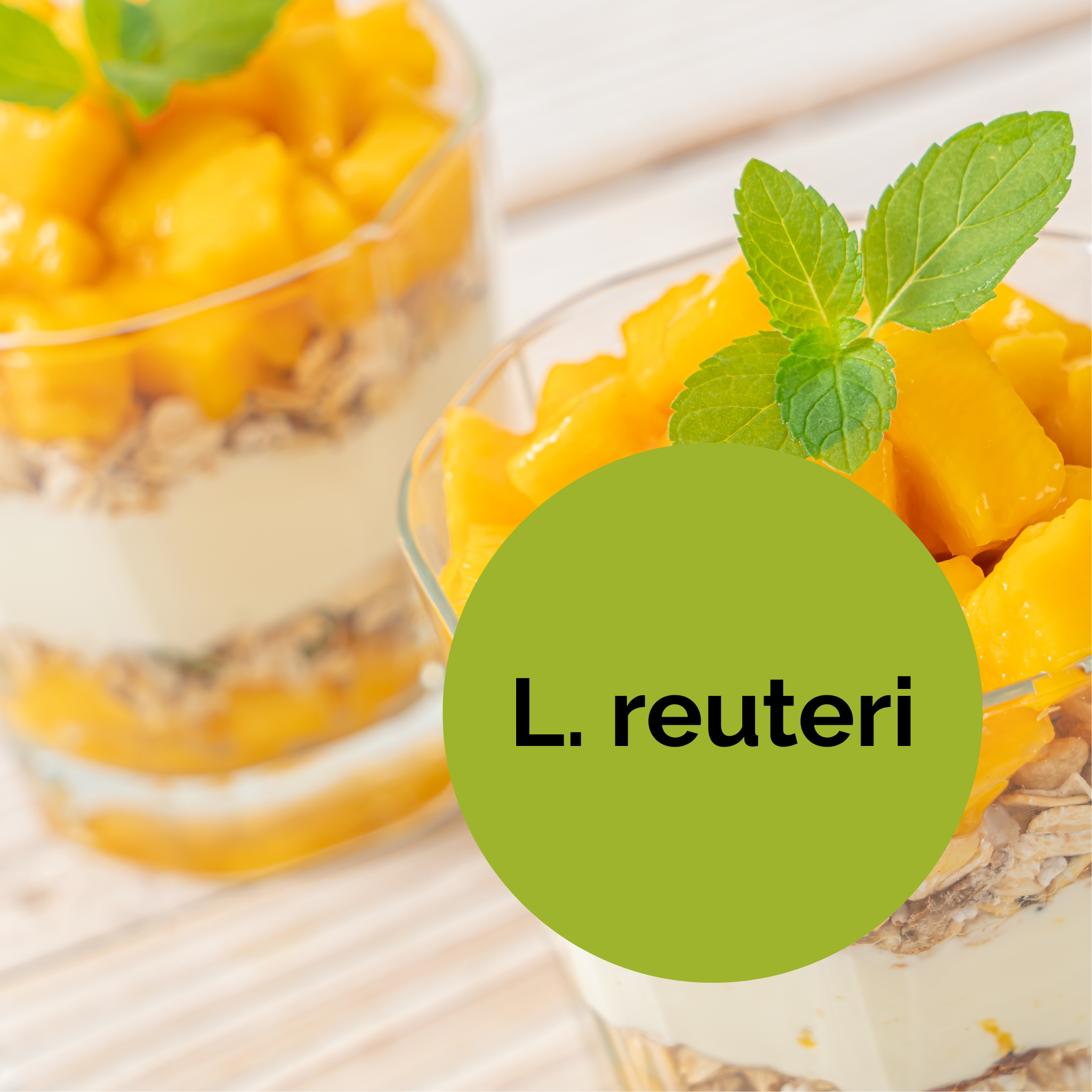 L. reuteri | Joghurt Starter Set | Starterkulturen | 3er Pack